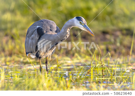 Grey heron hunting in wetland 58623640