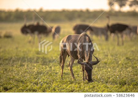Common Wildebeest foraging on grass 58623646