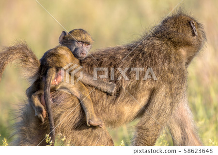 Chacma baboon mother with child looking 58623648