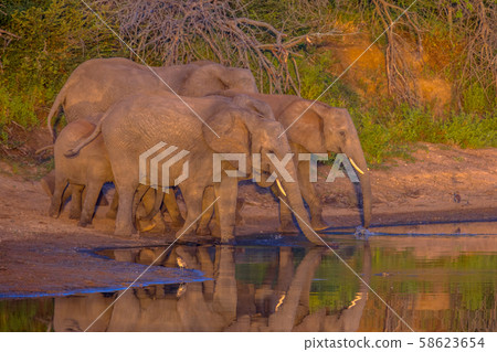 African Elephants drinking at sunrise 58623654