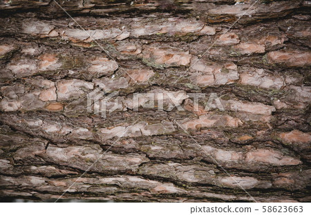 Seamless tree bark background. Brown tileable 58623663