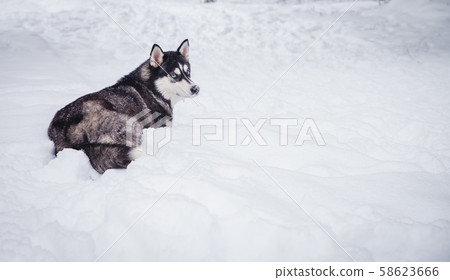One siberian husky dog lying on snow at sunny 58623666