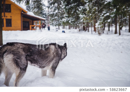 Grey dangerous wolf with big white teeth Grey dangerous wolf with big white teeth 58623667