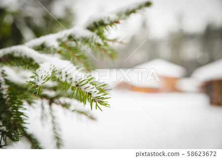 Christmas tree on white background Christmas tree on white background 58623672