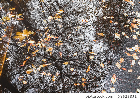 Autumn puddle with reflections of trees and fallen yellow leaves. Cloudy day after the rain. Natural Autumn puddle with reflections of trees and fallen yellow leaves. Cloudy day after the rain. Natural 58623831