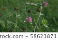 Red purple clover trefoil flowers trifolium pratense close up view summe time in green grass 58623871
