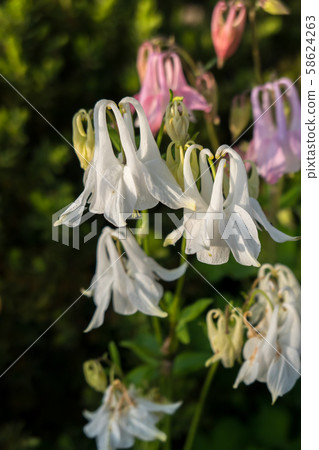 尾崎白泉高岡大佛垂直 尾崎白泉高岡大佛垂直 58624263