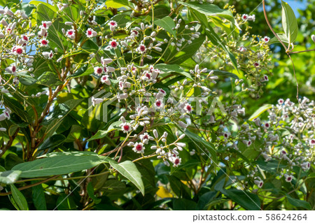 Hexkazura沖繩秋季Sunny下一個 58624264