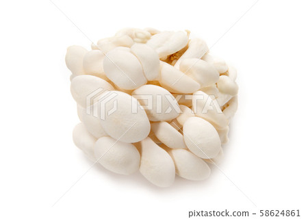 白姬路 白姬路 58624861