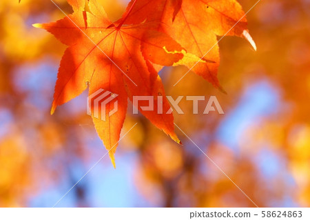 Maple leaves 58624863