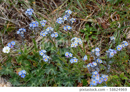 Alpine forget-me-not or Myosotis alpestris light 58624969