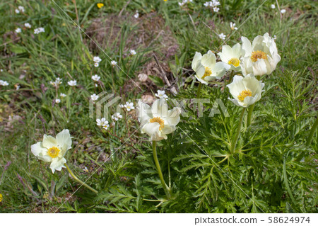 Anemona cantabrica or Anemone pavoniana flowering 58624974