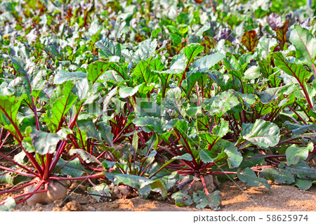 鬆脆的質地和營養保健食品 58625974