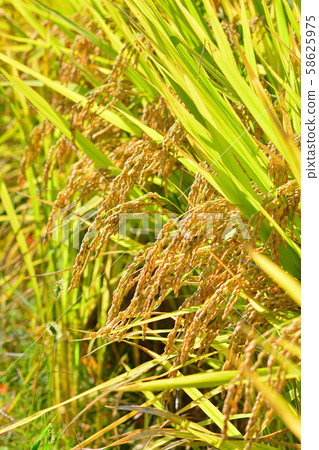 大米的耳朵是我們主食大米的原始形式，成熟後呈金黃色 58625975
