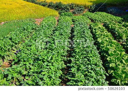 秋季泡菜白菜和蘿蔔田 秋季泡菜白菜和蘿蔔田 58626103