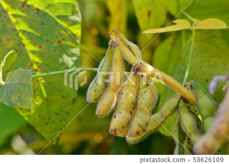 Fresh soybeans, which are perfect food and widely used as food ingredients, grow in the field 58626109