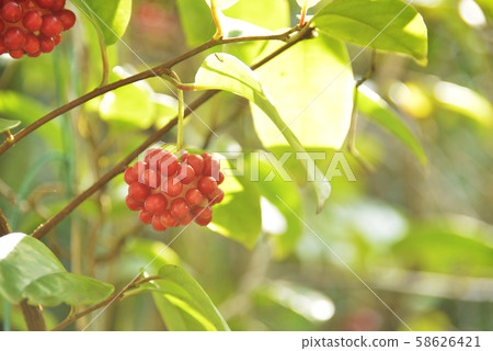 Sunnegra的紅色水果 Sunnegra的紅色水果 58626421