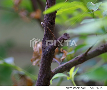 黑樹 黑樹 58626456