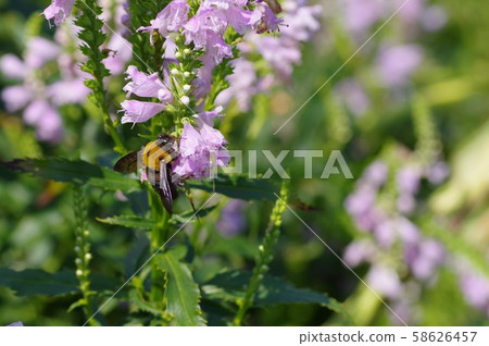 Bumblebees are gathering at Hanatlanoo Bumblebees are gathering at Hanatlanoo 58626457
