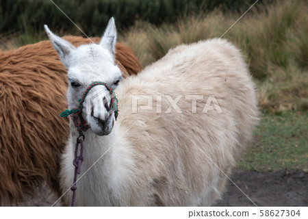 Alpaca at the Pichincha volcano 58627304