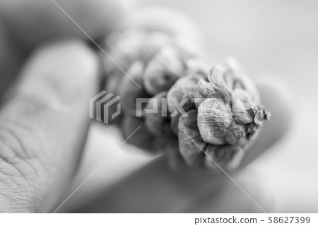 Pine cone from close up 58627399