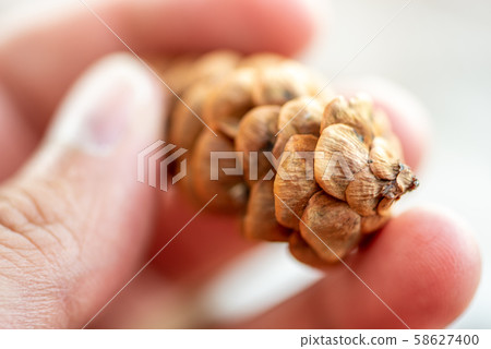 Pine cone from close up Pine cone from close up 58627400