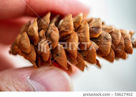 Pine cone from close up Pine cone from close up 58627402