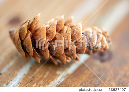 Pine cone from close up 58627407