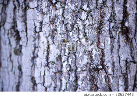 Pine bark from close up 58627448
