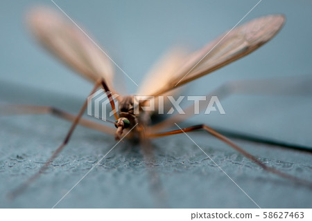 Still crane fly 58627463