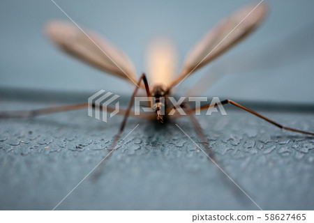 Still crane fly 58627465