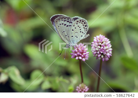 Yamato Shijimi who visited Himetsurusoba Yamato Shijimi who visited Himetsurusoba 58627642