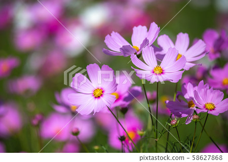 Cosmos field autumn image Cosmos field autumn image 58627868