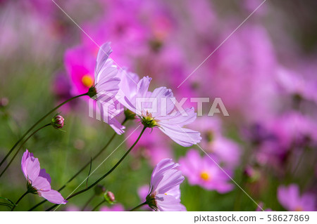 Cosmos field autumn image 58627869