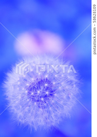 蒲公英孢子 58628109