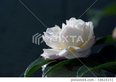 Light pink sasanqua Light pink sasanqua 58628151