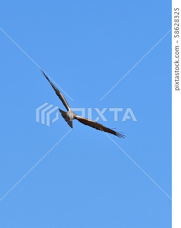 Chu Chios驚恐地飛翔在藍天下 58628325