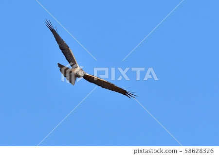 Chu Chios flying frighteningly against the blue sky 58628326