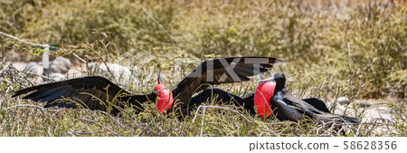 Frigatebird on Galapagos islands. Magnificent Frigate-birds on North Seymour Island, Galapagos Frigatebird on Galapagos islands. Magnificent Frigate-birds on North Seymour Island, Galapagos 58628356