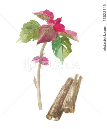 赤目味iso Akamegasiwa葉子和樹皮 58628546