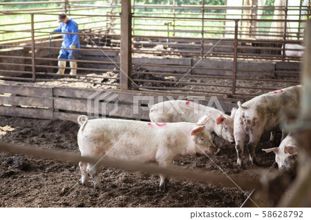 養豬 58628792