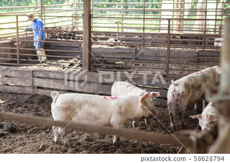 Pig farming Pig farming 58628794