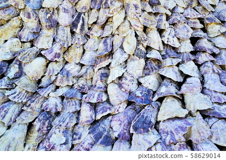 Texture oyster shell material background modeling exhibition Nagashima Town Izumi City Kagoshima Prefecture Texture oyster shell material background modeling exhibition Nagashima Town Izumi City Kagoshima Prefecture 58629014