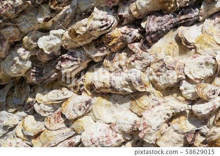 Texture oyster shell material background modeling exhibition Nagashima Town Izumi City Kagoshima Prefecture Texture oyster shell material background modeling exhibition Nagashima Town Izumi City Kagoshima Prefecture 58629015