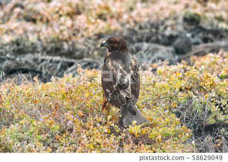 Galapagos Hawk - Galapagos wildlife animals in natural habitat Espanola Island Galapagos Hawk - Galapagos wildlife animals in natural habitat Espanola Island 58629049