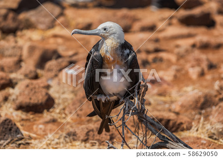 Frigatebird on Galapagos Islands - Magnificent Frigate-bird North Seymour Island Frigatebird on Galapagos Islands - Magnificent Frigate-bird North Seymour Island 58629050