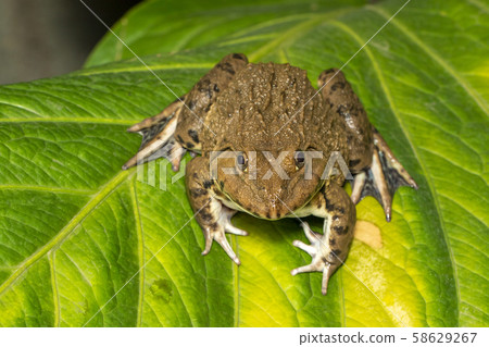 Image of Chinese edible frog, East Asian bullfrog, Image of Chinese edible frog, East Asian bullfrog, 58629267