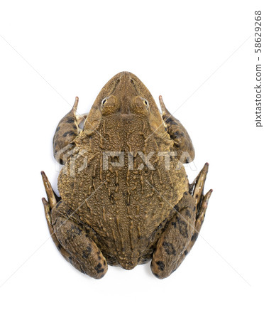 Image of Chinese edible frog, East Asian bullfrog, Image of Chinese edible frog, East Asian bullfrog, 58629268