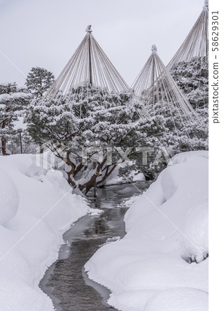 [Kenrokuen snow hanging] 58629301