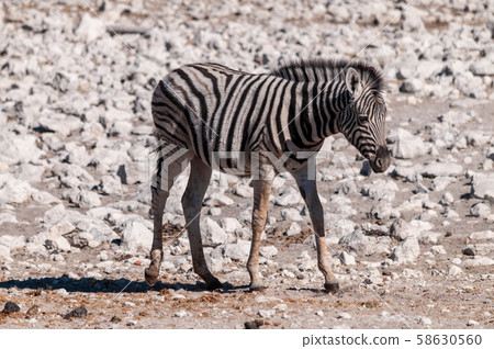 Zebras in Etosha National Park. 58630560